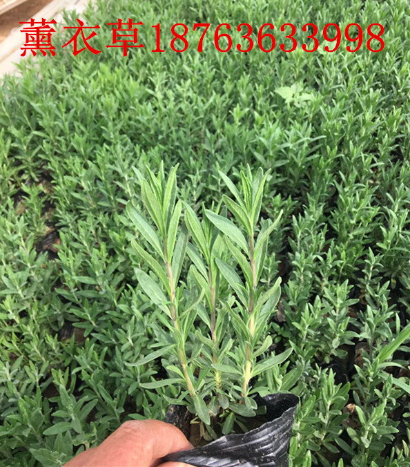 火狐电竞绿化苗木种苗销售(图1)