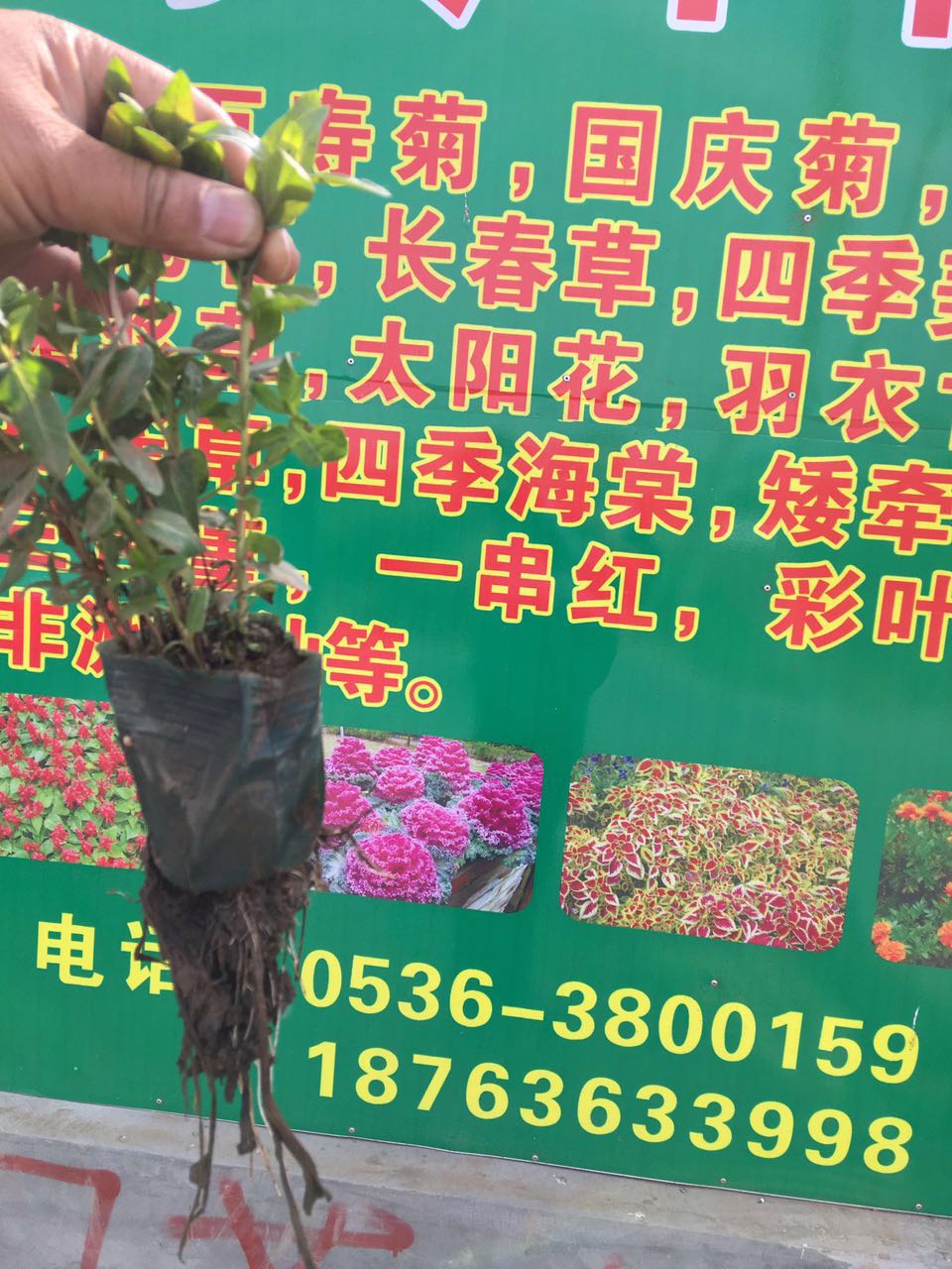 火狐电竞绿化苗木种苗销售(图3)