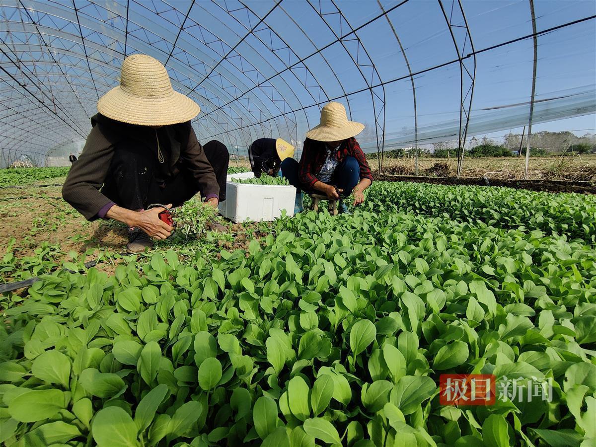 火狐电竞日均200斤湖北天门小乡村成为深圳餐厅的“菜篮子”(图1)