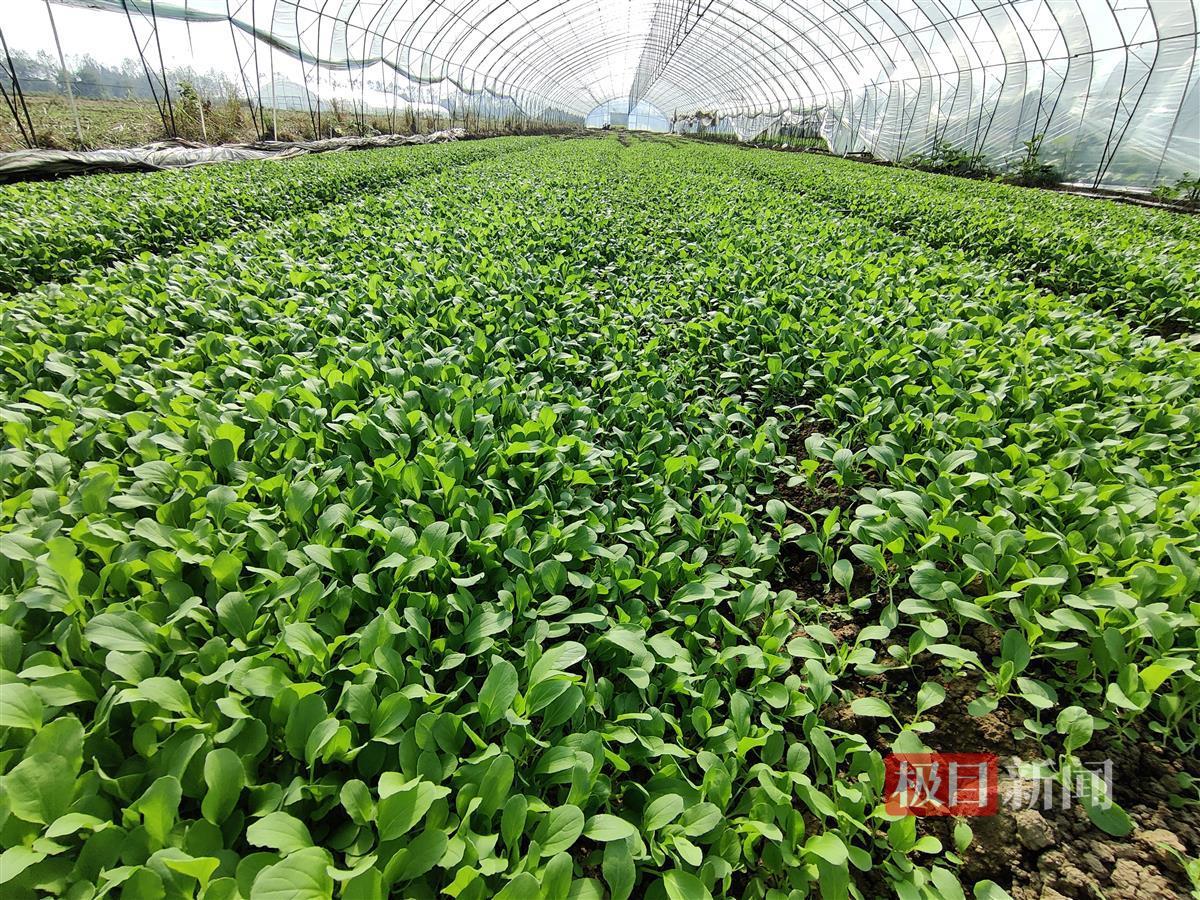 火狐电竞日均200斤湖北天门小乡村成为深圳餐厅的“菜篮子”(图3)