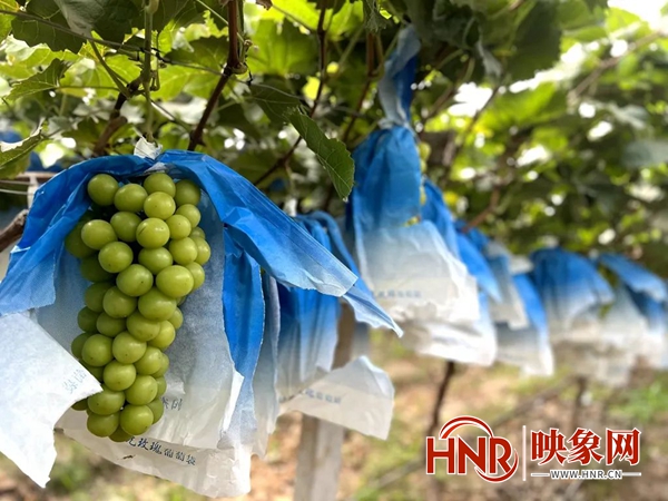 永城这里有家火狐电竞300亩的葡萄种植园(图3)