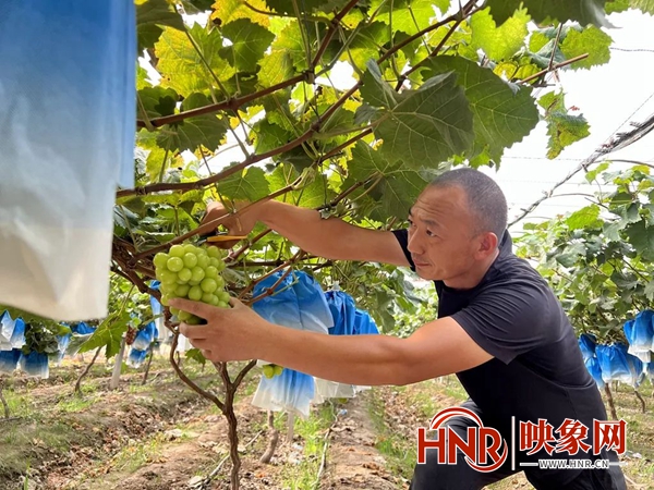 永城这里有家火狐电竞300亩的葡萄种植园(图1)