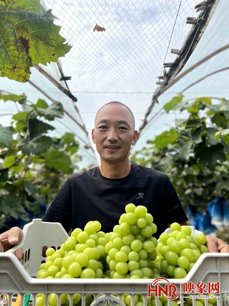 永城这里有家火狐电竞300亩的葡萄种植园(图2)