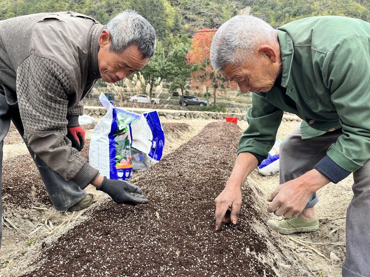 大安乡：育苗林下淫羊藿 开出群众“致富方”火狐电竞(图1)