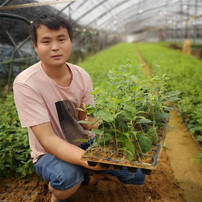 火狐电竞组培吉塞拉17号砧木苗一颗多少钱、哪里能买到正品苗木(图1)