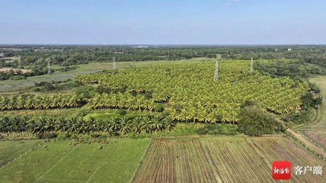 火狐电竞不低于10元个海南金椰走俏鲜食市场(图1)