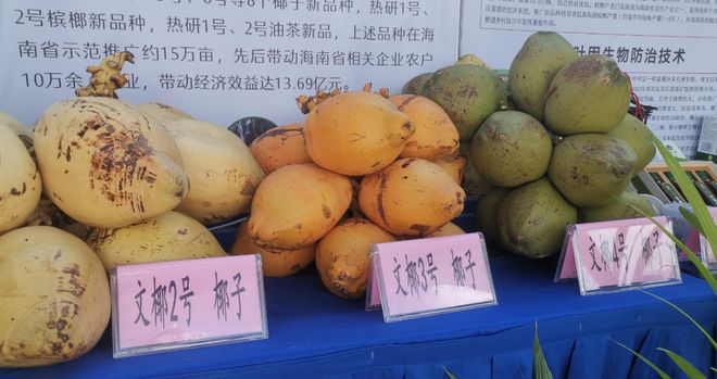 火狐电竞不低于10元个海南金椰走俏鲜食市场(图5)