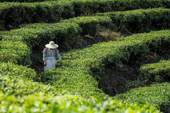 火狐电竞喜茶发布真茶标准头部品牌为何热衷于“定标准”？(图1)