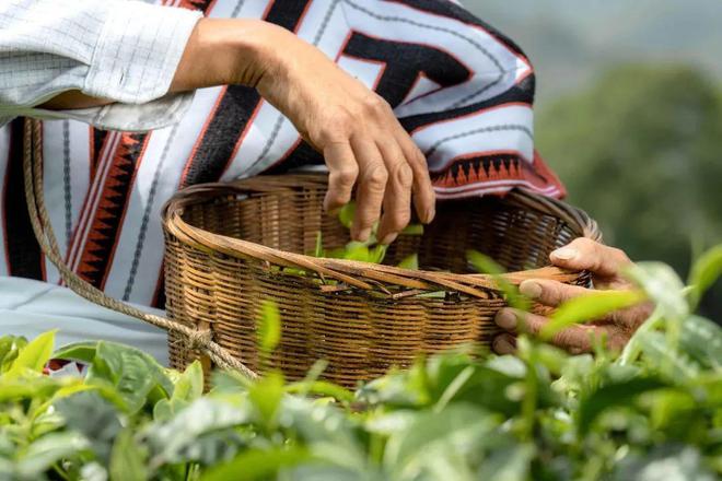 火狐电竞喜茶发布真茶标准头部品牌为何热衷于“定标准”？(图3)