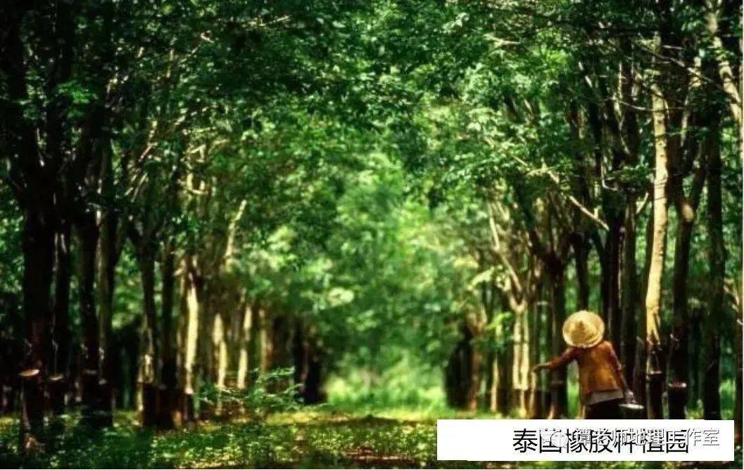 【火狐电竞备考干货】一种特殊的农业地域类型——热带种植园农业(图3)
