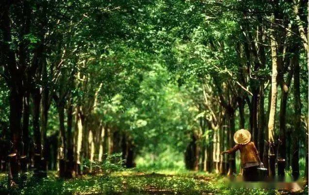 【火狐电竞备考干货】一种特殊的农业地域类型——热带种植园农业(图6)