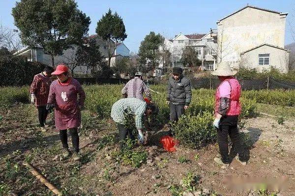 舒城县油茶火狐电竞苗销售火爆！(图1)