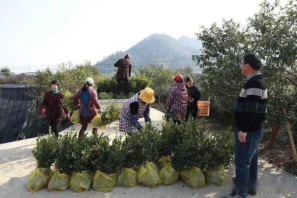 舒城县油茶火狐电竞苗销售火爆！(图2)