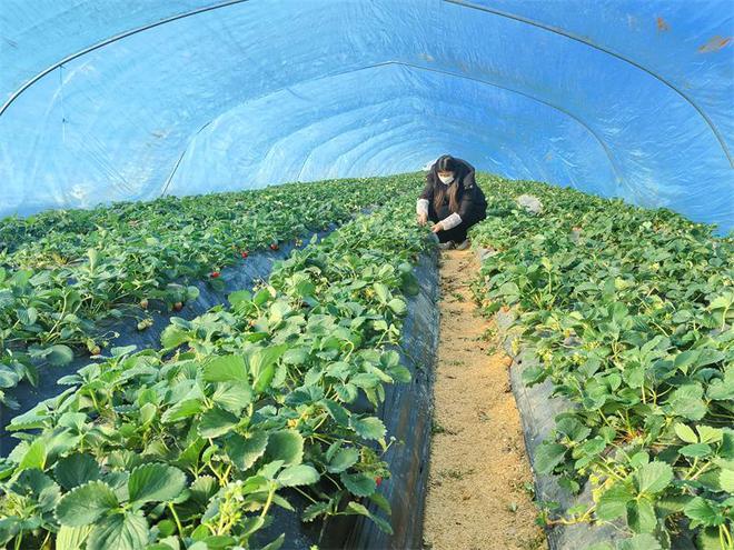 火狐电竞蚌埠五河双忠庙镇：草莓抢“鲜”上市 尽享冬季“莓”好滋味(图1)