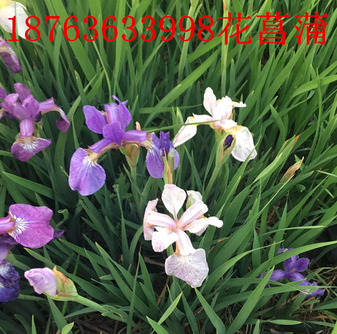 绿化苗木销售价格火狐电竞(图1)