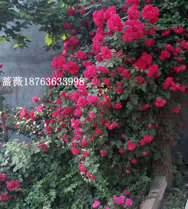 绿化苗木销售价格火狐电竞(图2)