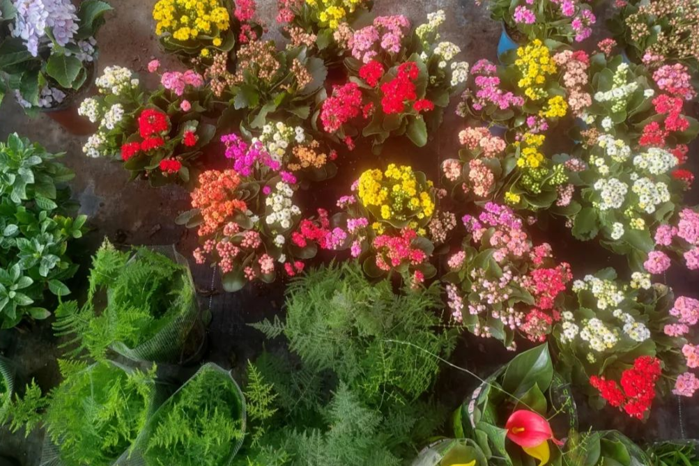 火狐电竞大棚花卉种植热 铺就芬芳致富路(图1)