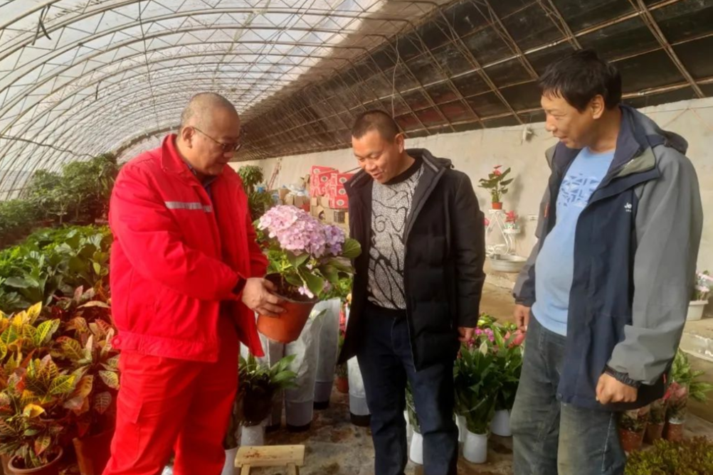 火狐电竞大棚花卉种植热 铺就芬芳致富路(图3)