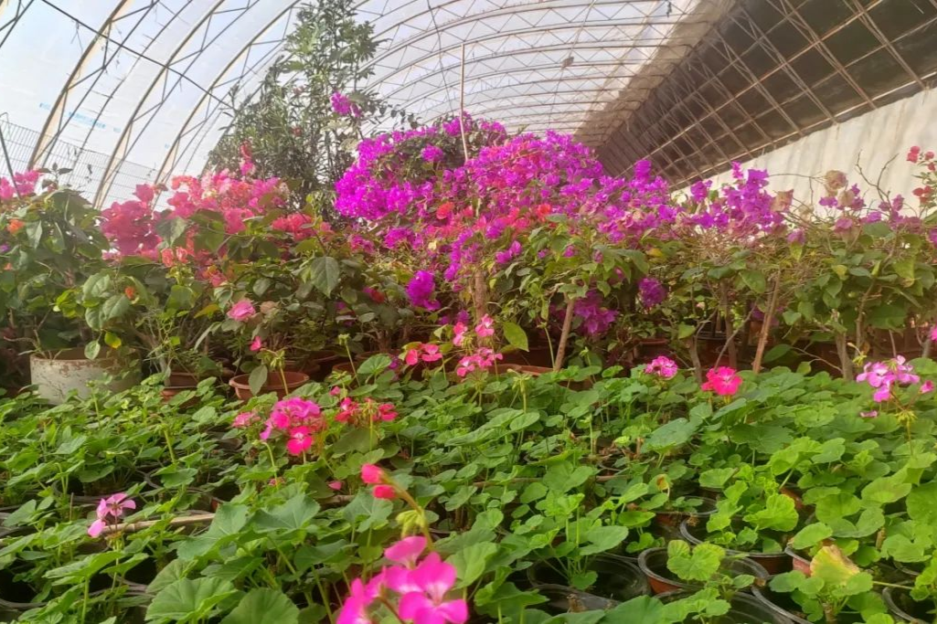 火狐电竞大棚花卉种植热 铺就芬芳致富路(图2)