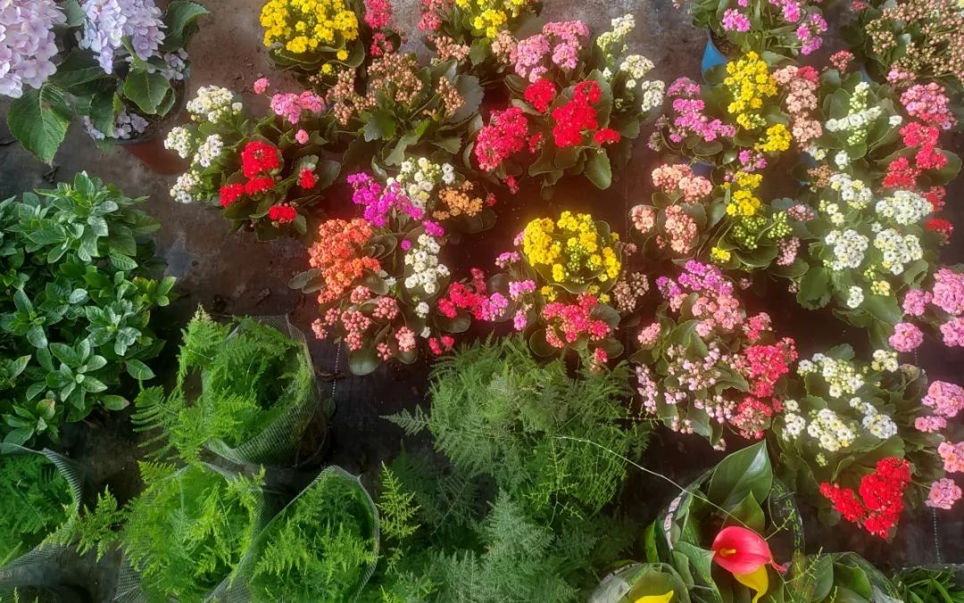 火狐电竞柯坪：大棚花卉种植热 铺就芬芳致富路(图1)