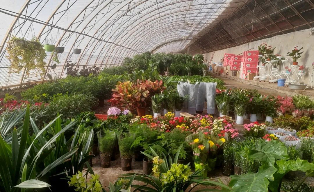 火狐电竞柯坪：大棚花卉种植热 铺就芬芳致富路(图2)