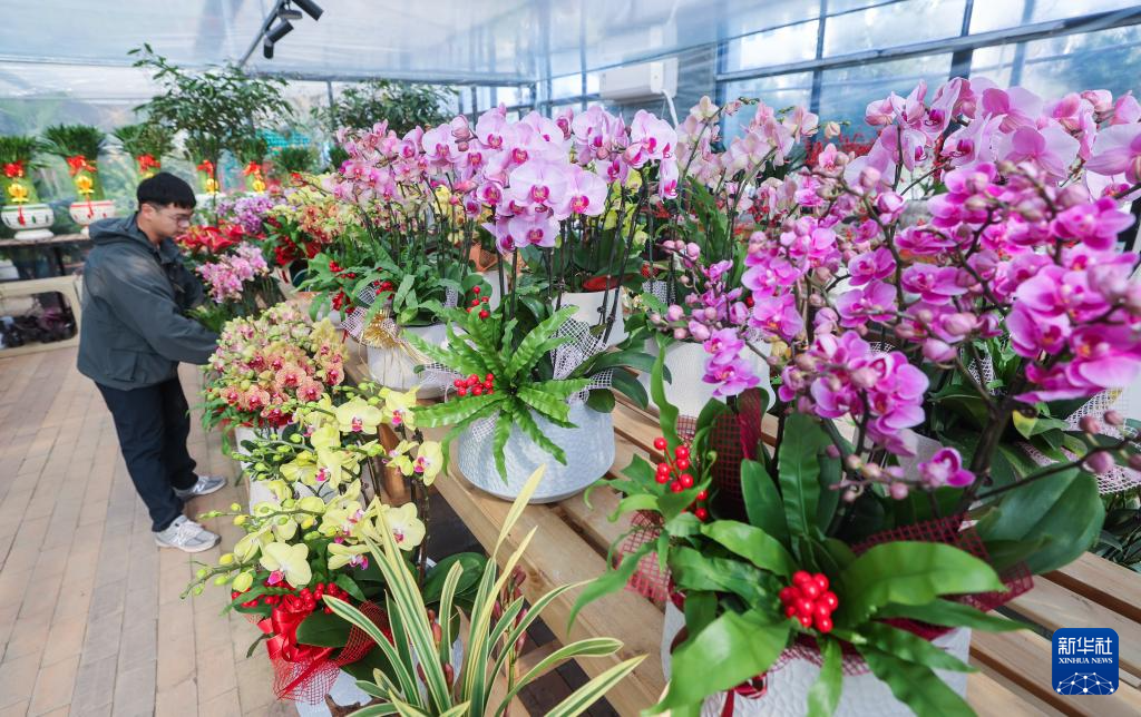 年宵花开启销售旺季 五彩火狐电竞花卉扮靓新年(图5)