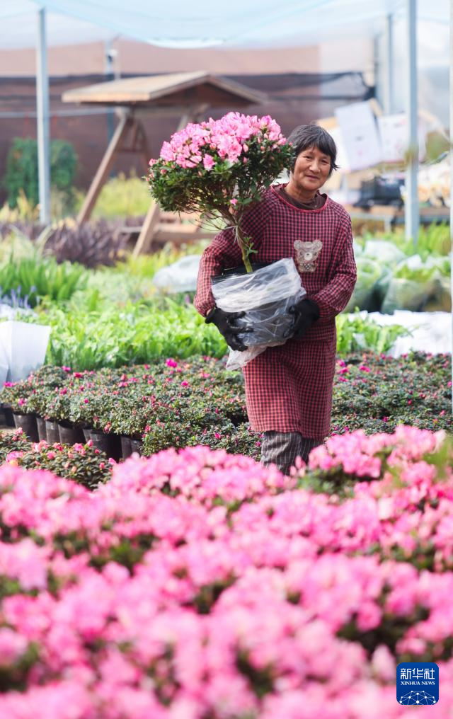 年宵花开启销售旺季 五彩火狐电竞花卉扮靓新年(图2)