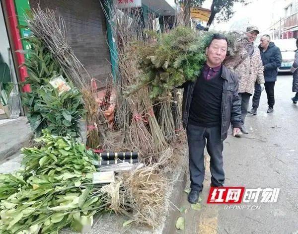 火狐电竞新晃｜春暖种树忙 苗木销售旺(图2)