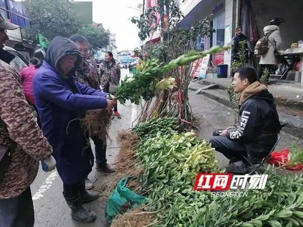 火狐电竞新晃｜春暖种树忙 苗木销售旺(图1)