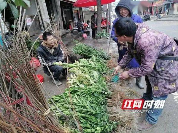 火狐电竞新晃｜春暖种树忙 苗木销售旺(图3)