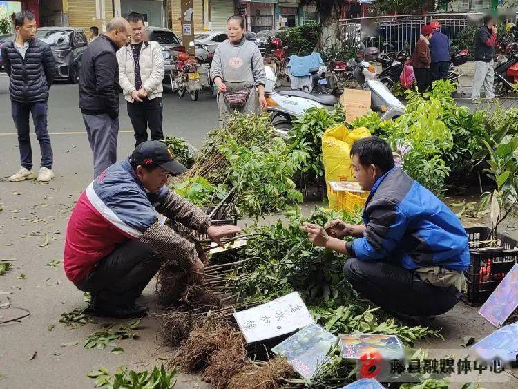 藤县苗木市场火狐电竞购销两旺(图5)