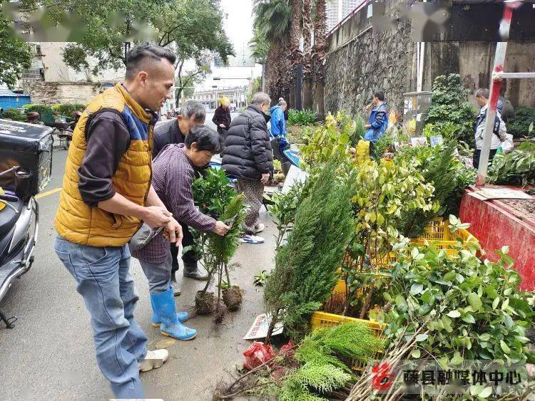 藤县苗木市场火狐电竞购销两旺(图2)