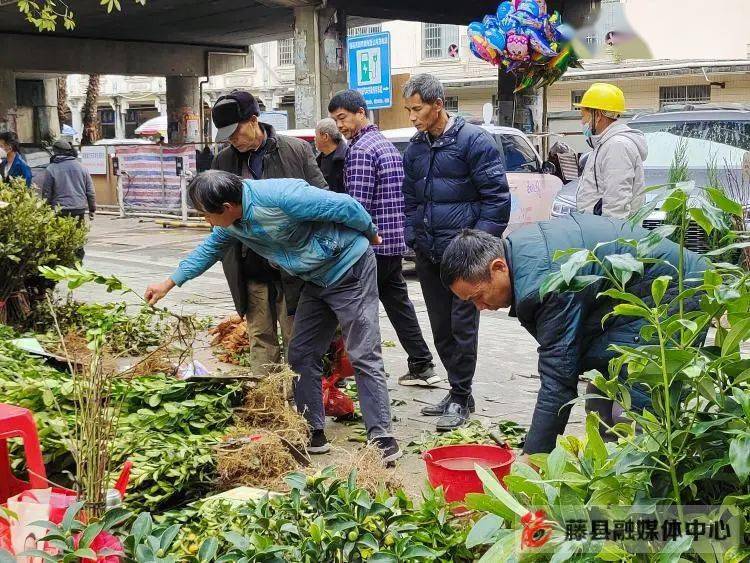 藤县苗木市场火狐电竞购销两旺(图3)