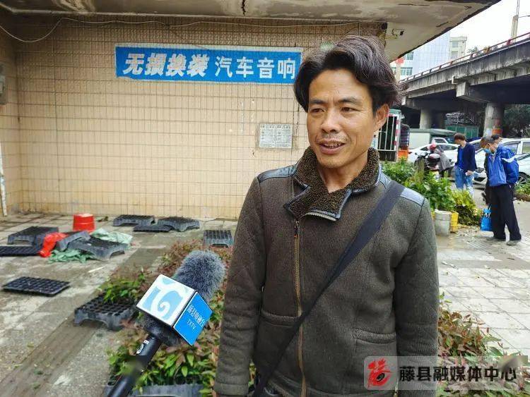 藤县苗木市场火狐电竞购销两旺(图7)
