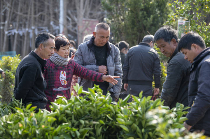 销售额已达12亿元！省内最大苗木交易市场 开春火狐电竞交易红火(图2)
