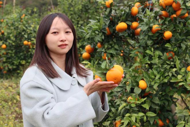 【头条】产值300万元！仑苍南辉煌村的百亩沃柑迎来采摘季火狐电竞(图3)