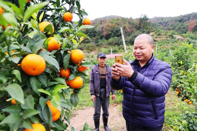 【头条】产值300万元！仑苍南辉煌村的百亩沃柑迎来采摘季火狐电竞(图2)