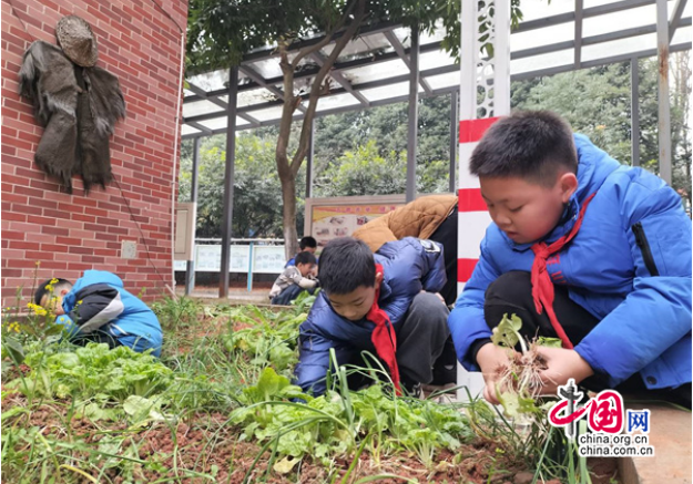 火狐电竞卖菜啦！宜宾屏山君山路小学种植实践园迎来大丰收(图1)