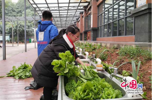 火狐电竞卖菜啦！宜宾屏山君山路小学种植实践园迎来大丰收(图2)