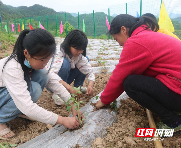 “劳动”托起少年梦！湖南多地青少年劳动教育这火狐电竞样开展(图5)