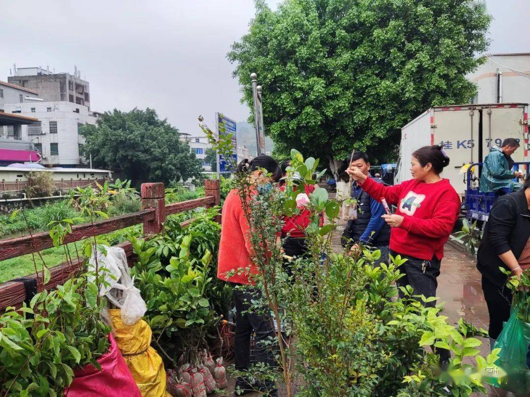 新年播种新希望！云安苗木市场品种繁多购销两旺火狐电竞(图1)