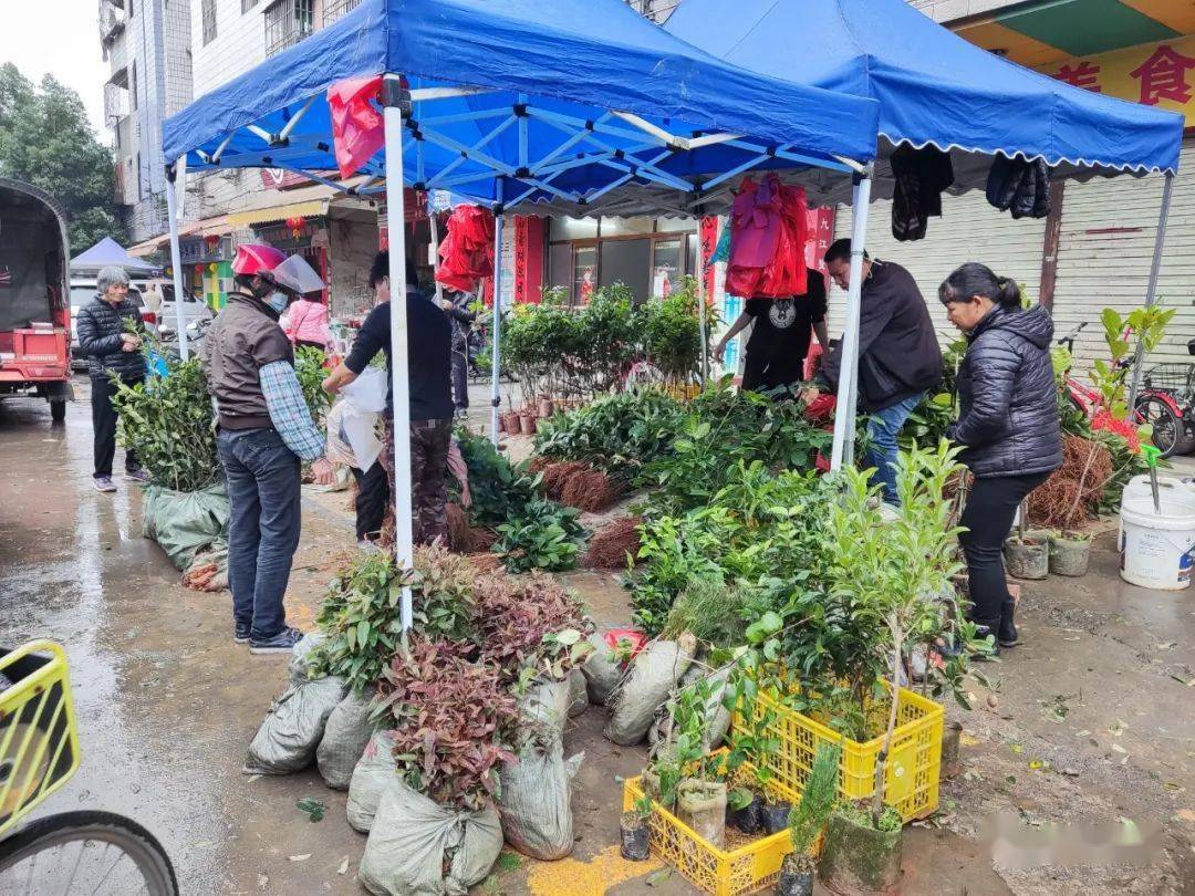 新年播种新希望！云安苗木市场品种繁多购销两旺火狐电竞(图3)