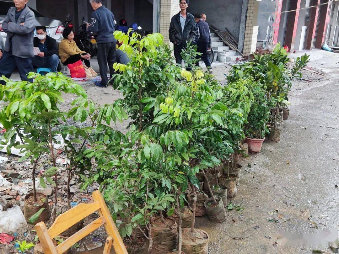 新年播种新希望！云安苗木市场品种繁多购销两旺火狐电竞(图2)