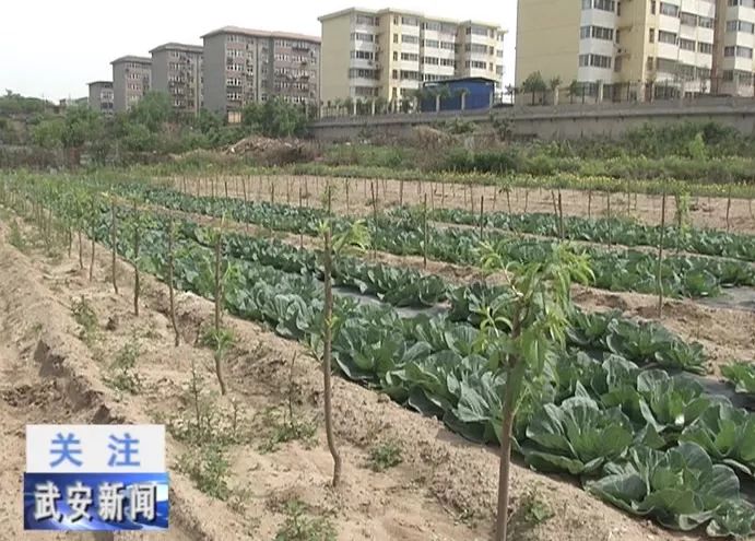 火狐电竞刘庄种植养殖巧结合 绿色生态快加鞭(图1)