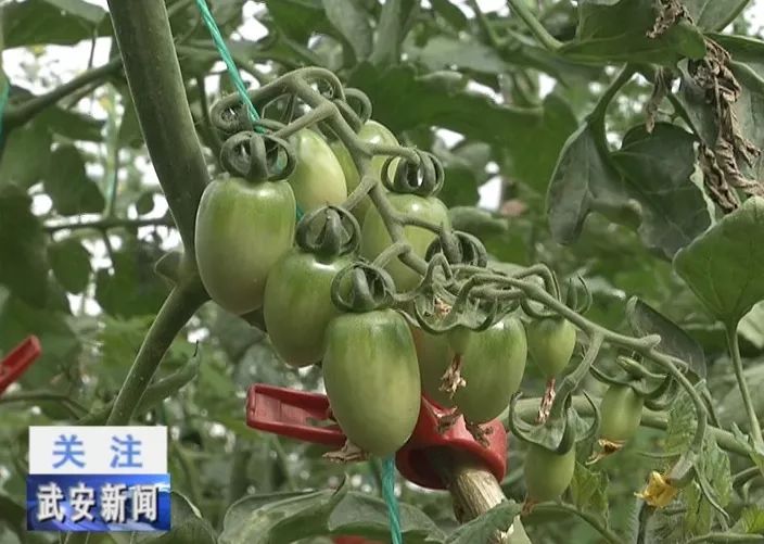 火狐电竞刘庄种植养殖巧结合 绿色生态快加鞭(图3)