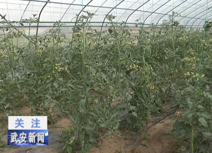 火狐电竞刘庄种植养殖巧结合 绿色生态快加鞭(图2)