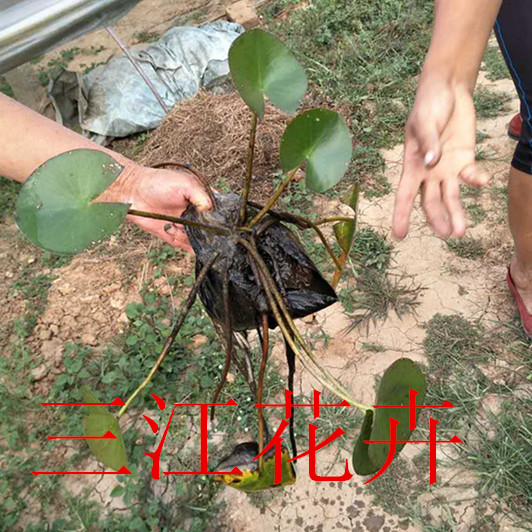 苗木基地工程苗销售火狐电竞(图1)