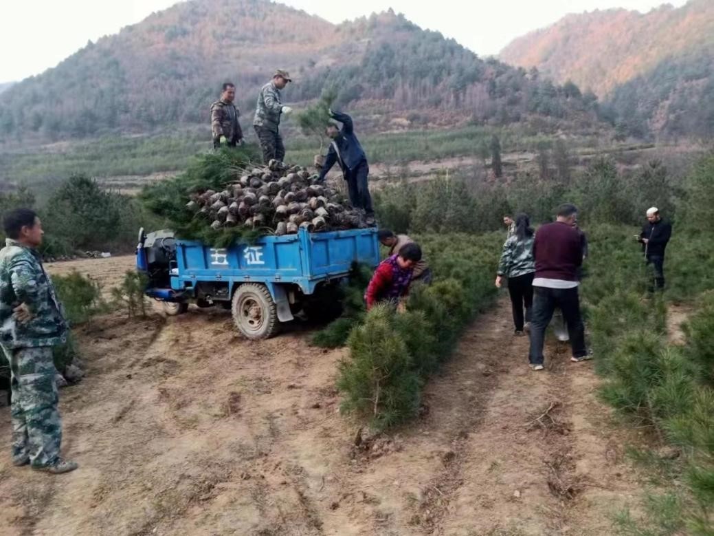 甘肃徽县：火狐电竞人勤春来早 苗木销售旺(图1)