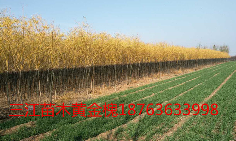 火狐电竞性价比高绿化苗木超低价格销售(图1)