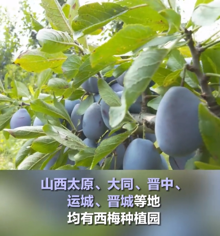 火狐电竞今年头号破防大新闻全国网友都在“控诉”被家乡背刺(图18)